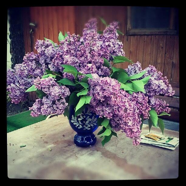 Flowers Still Life Photograph - # Bouquet Of #lilac #flower by Nimda Wapbbs
