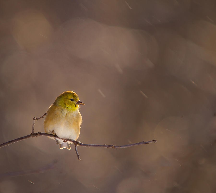 Bird Photograph -  Break Time by Lee Sackett