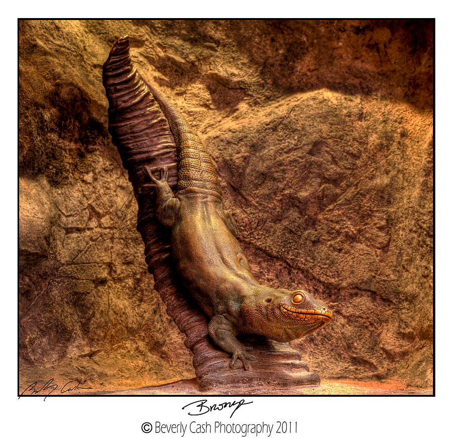  Bronze Lizard Photograph by B Cash