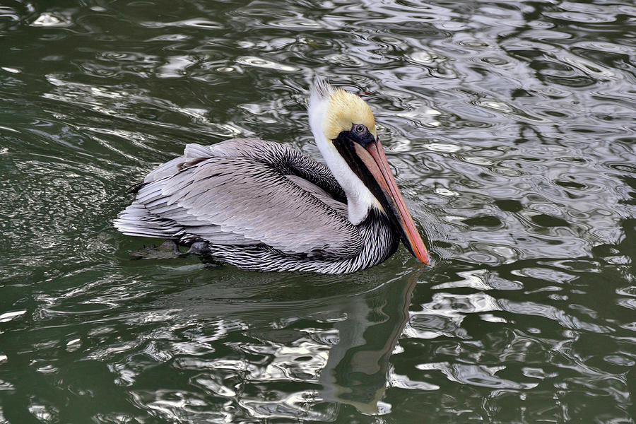 Brown Pelican Photograph by Bill Hosford