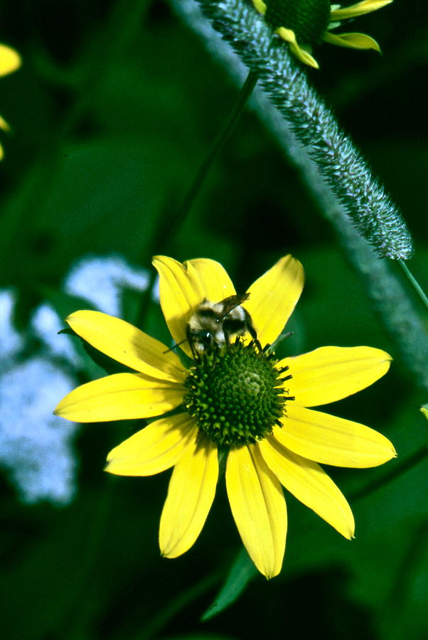  Bumble Bee on Black Eyed Susan Photograph by Lori Miller