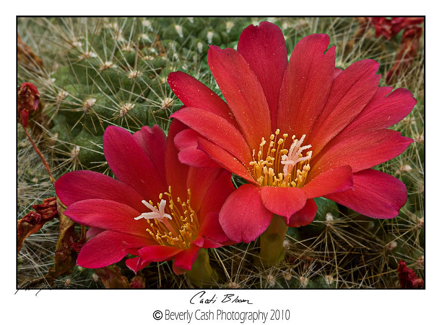  Cacti Bloom Photograph by B Cash