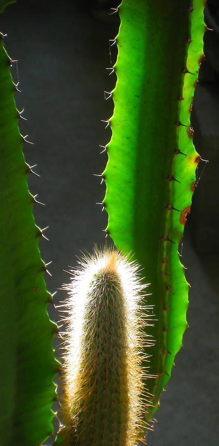  Cacti Photograph by John King I I I