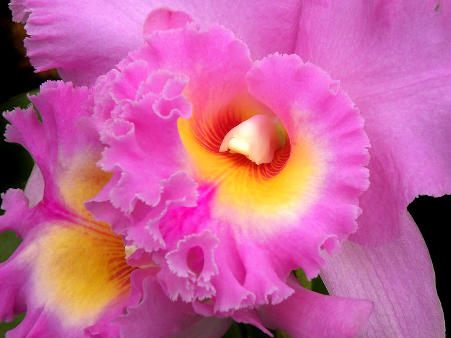  Cattleya Orchid 1 Photograph by Julie Palencia