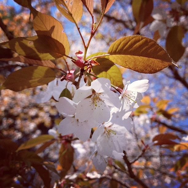 Cherryblossoms Photograph - 山桜 #cherryblossoms #cherryblossom by Satsuki Nakazawa