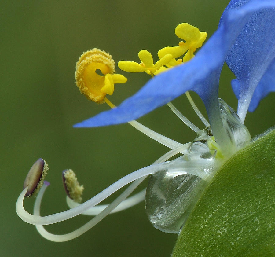  Close View Of Slender Dayflower Flower With Dew Photograph by Daniel Reed