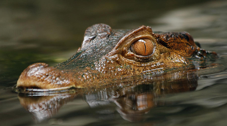 Come on in the Waters Fine Photograph by Wes and Dotty Weber | Fine Art ...