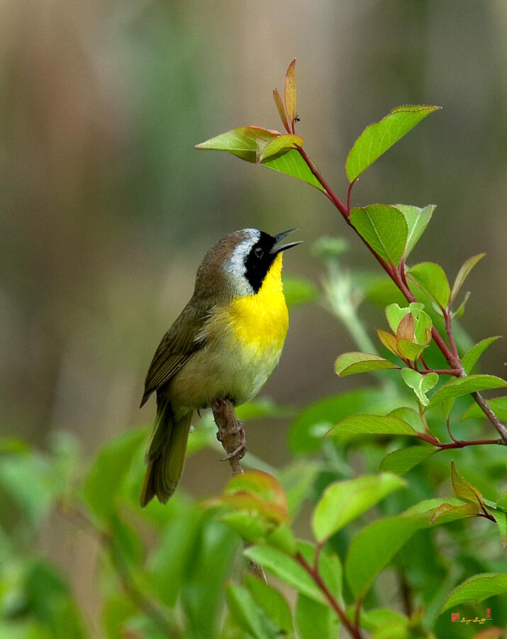 Common Yellowthroat Warbler Warbling DSB006 Photograph by Gerry Gantt
