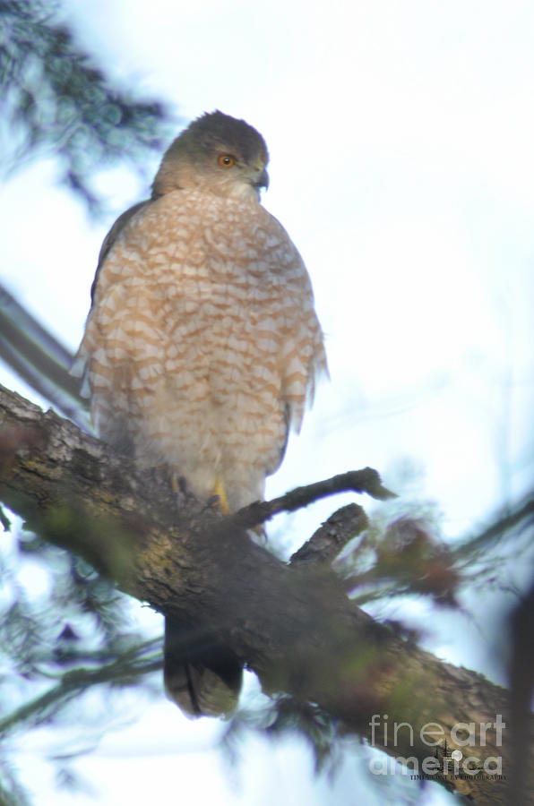  Coopers Hawk Photograph by Ronald Grogan