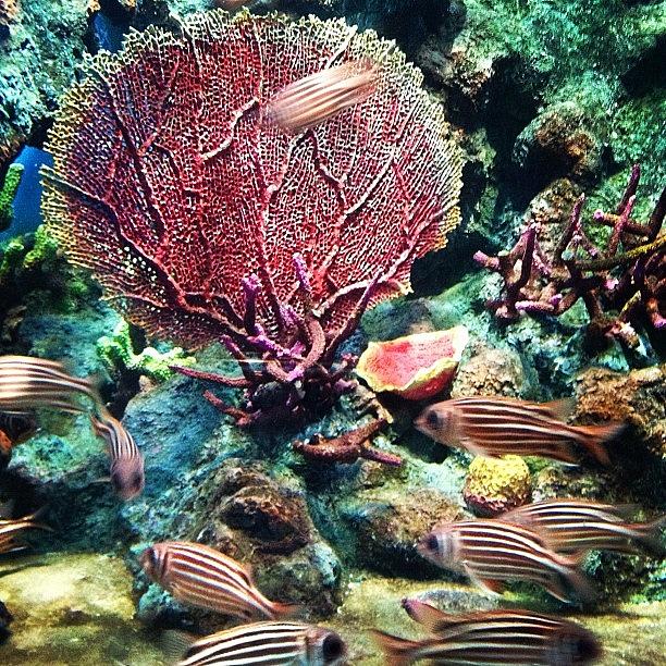 Fish Photograph - 🌊 Coral 🐟🐠 by Nancy Nancy