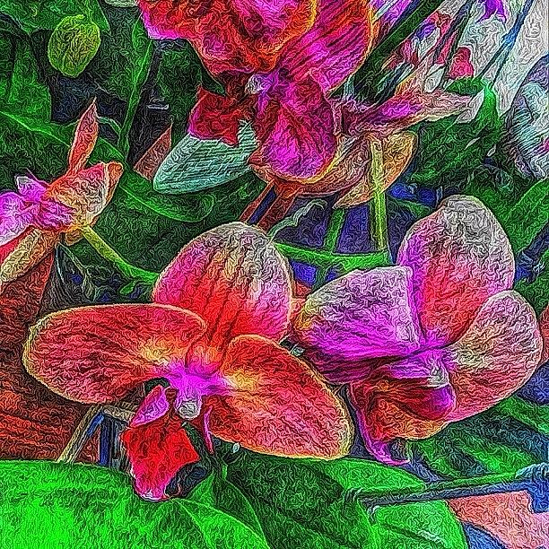 Sketch Photograph - 🌸😱🌸 Crazy Hdr by Roberta Robedeau