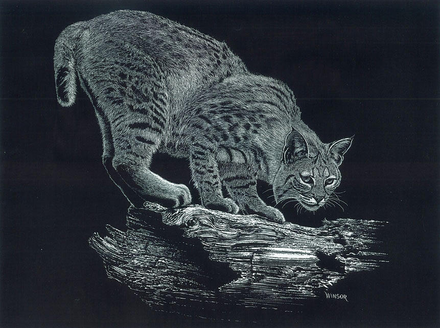 Curious Bobcat Drawing by Don Winsor