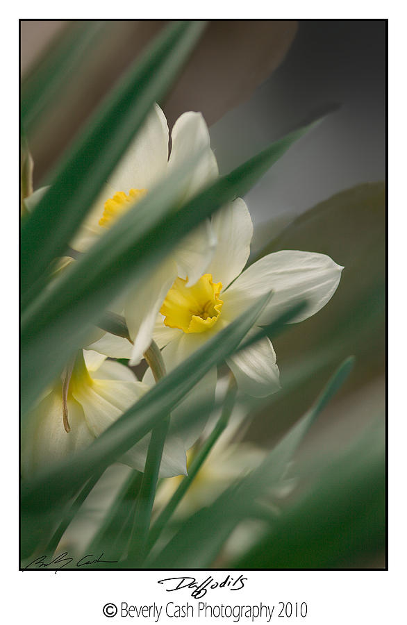  Daffodils Photograph by B Cash