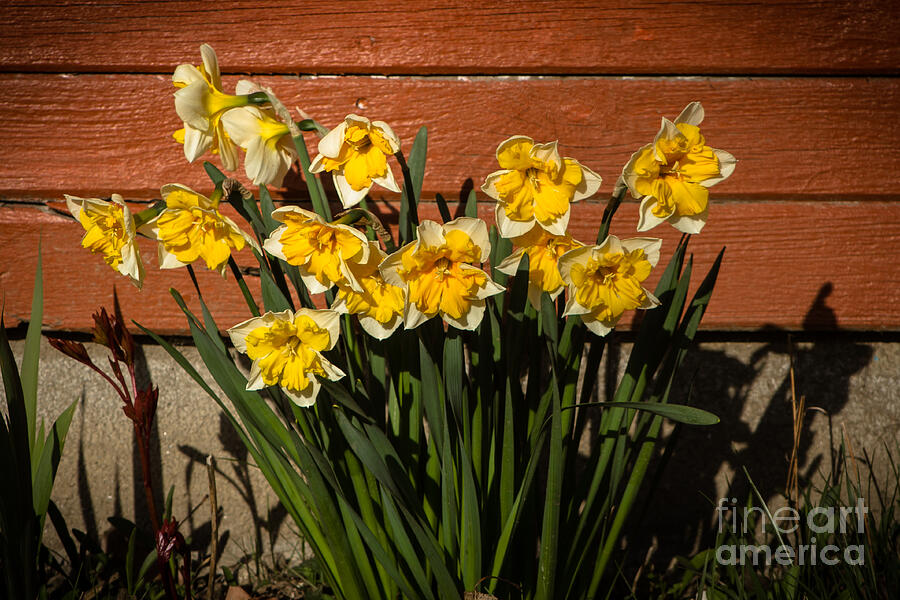 Daffodils Photograph by Robert Bales Fine Art America