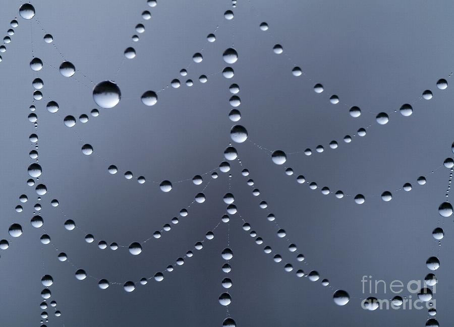  Drops in the web Photograph by Odon Czintos