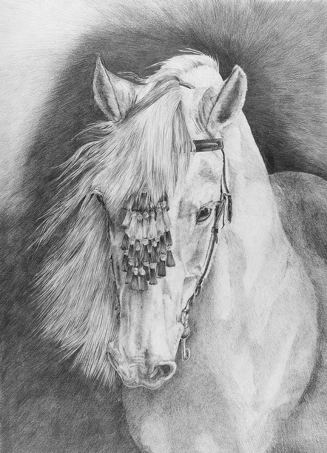 Horse Drawing -  Druida by Sue  Miles 