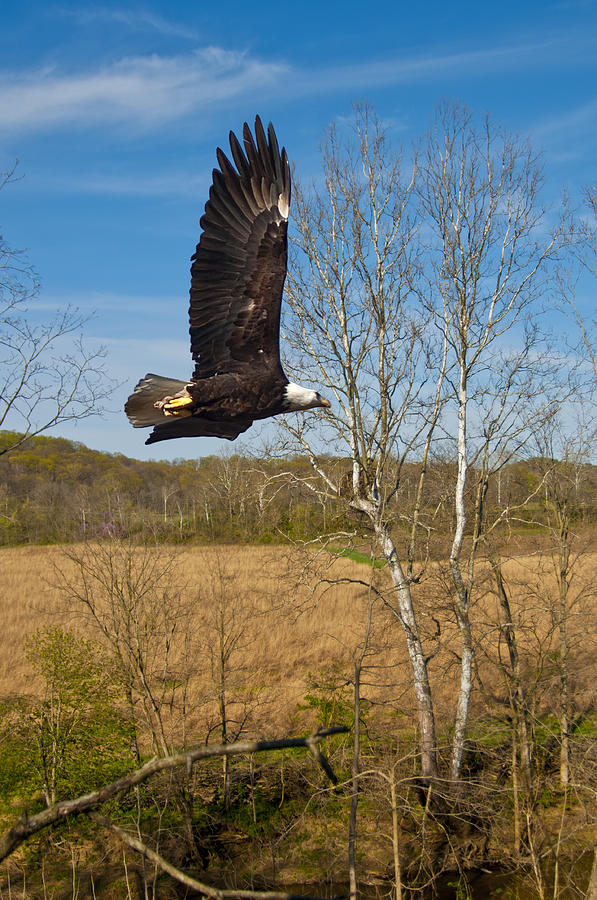  Eagle circleing her nest Photograph by Randall Branham
