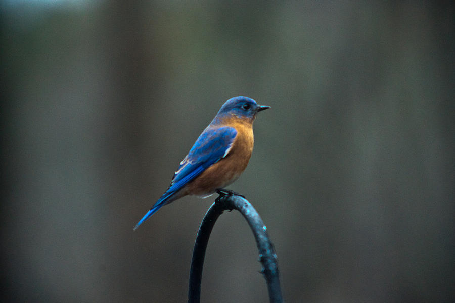  Eastern Bluebird on Perch 2 Photograph by Douglas Barnett