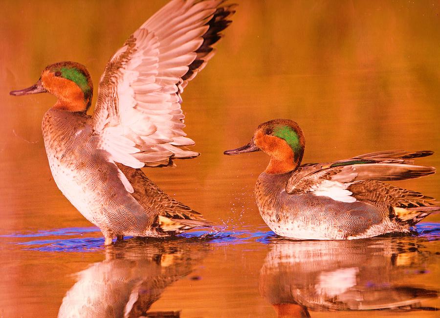 Ey Up Mi Duck Photograph by