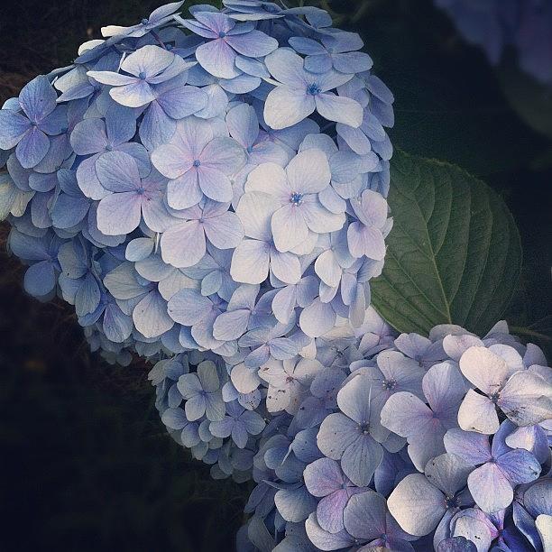 Flower Photograph - やはり季節ものはね✿ #flowers by Ayami Nakamura