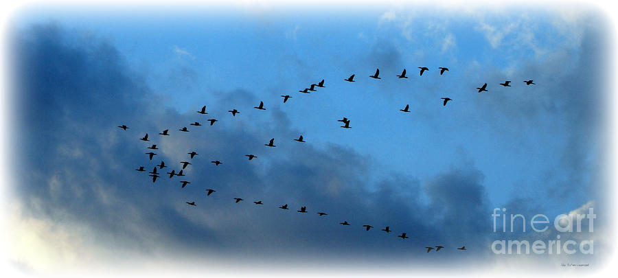  Flying Flock of Geese  Photograph by Lila Fisher-Wenzel