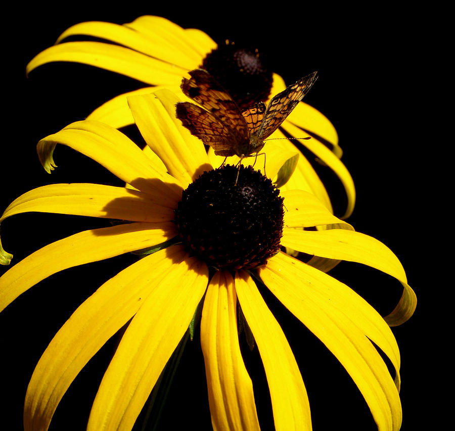  Frantilly Butterfly On A Black Eyed Susan Photograph by Kim Galluzzo Wozniak