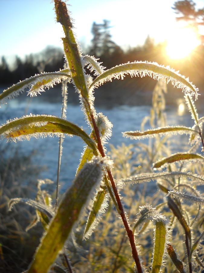  Frost on Willow at Sunrise Photograph by Kent Lorentzen