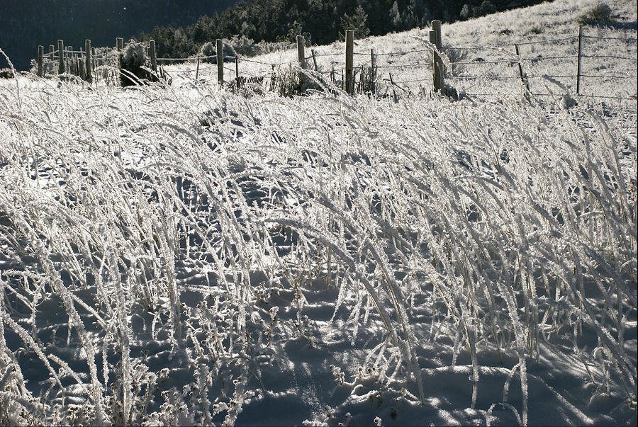  Frozen Grass Photograph by Ron Weathers