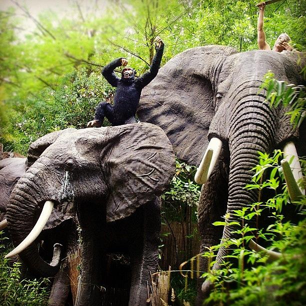 Jungle Photograph - 🇮🇹 Gardalands Elephants 😁👆 by Nancy Nancy
