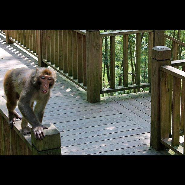 Monkey Photograph - - Giving Me The Face :p #monkey #tongue by Anthony Wang