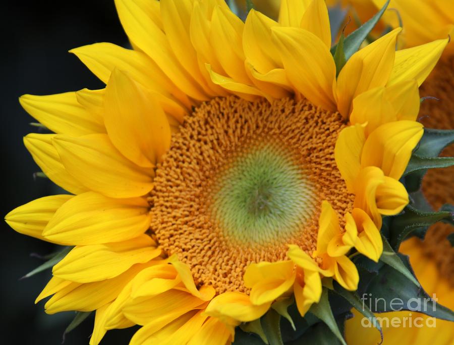 Sunflower Photograph -  Good Morning Sunshine by Freda Sbordoni