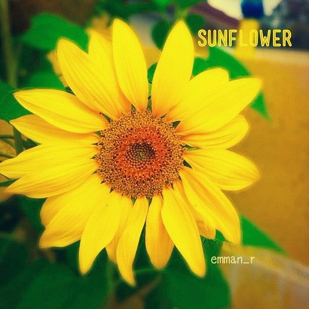 Sunflower Photograph - *่ Goodnight Igers 😸🌼 *่ by Emmanuel Ravalo