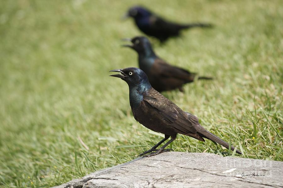  Grackle in three Photograph by Yumi Johnson