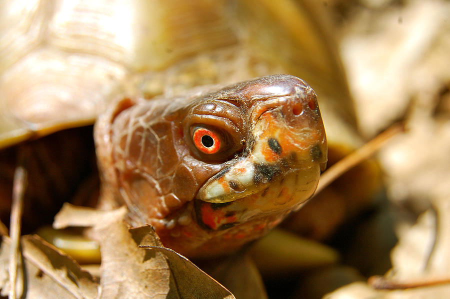 Grumpy Turtle Face Photograph by Peggy Franz | Fine Art America