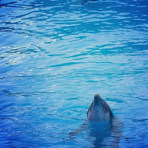 Dolphin Photograph - 👋😘 Hello Lovely🐬@ 🎢 by Nancy Nancy