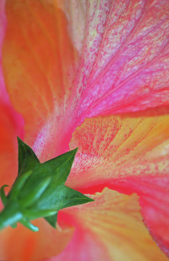 Flower Photograph -  Hibiscus by Kathy Yates