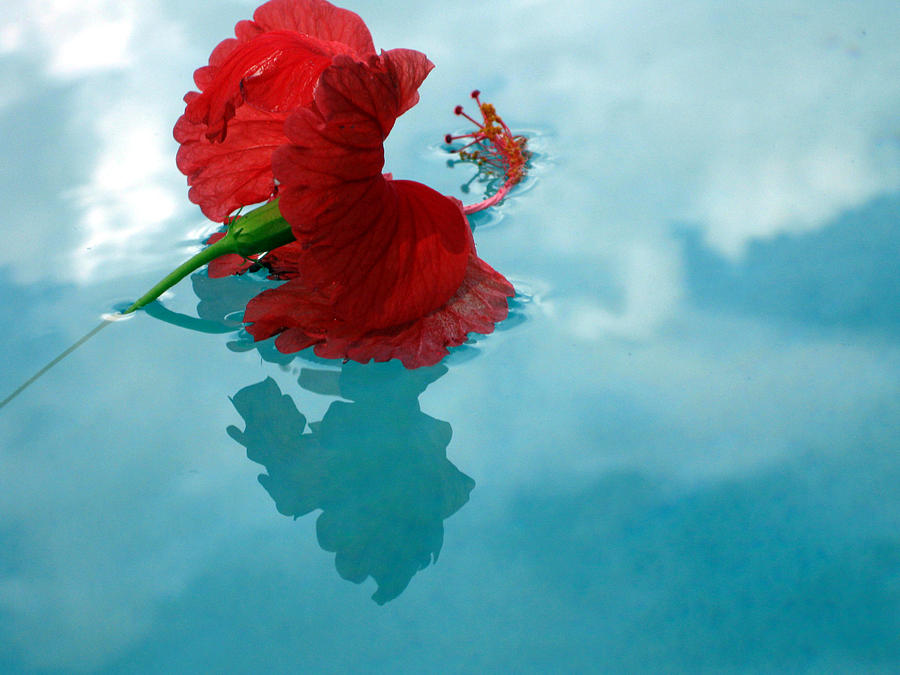  Hibiscus Reflections Photograph by Sarah Hornsby