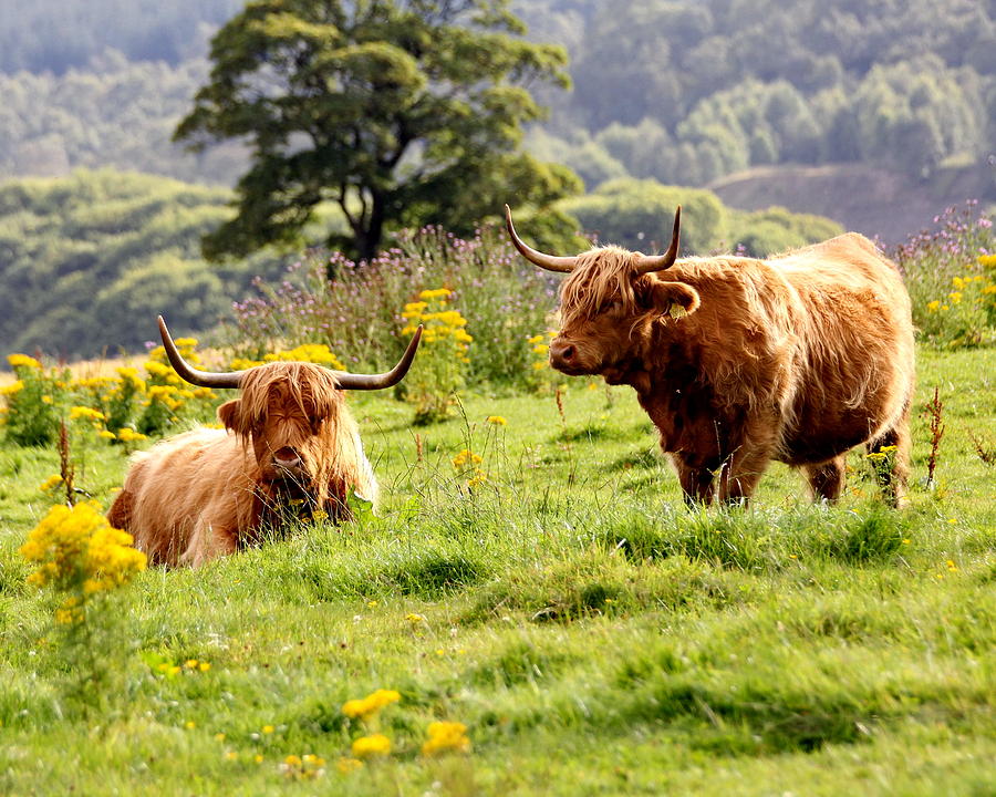 Highland Cattle on Field