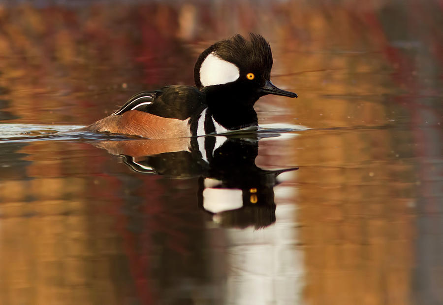  Hooded Merganser Photograph by Mircea Costina Photography