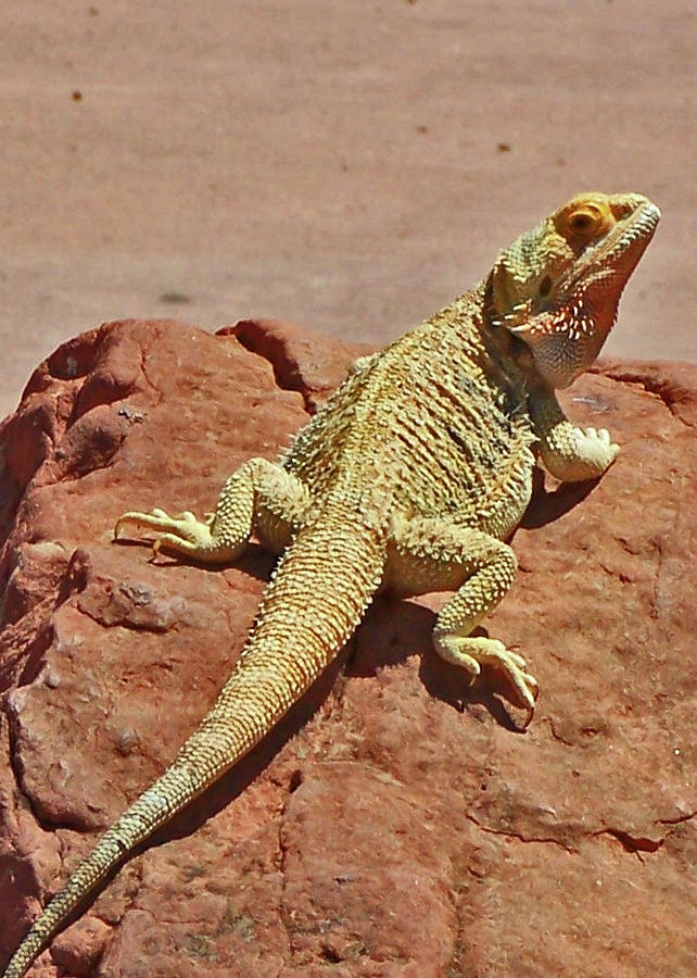  Horned Lizard Photograph by Bill Hosford