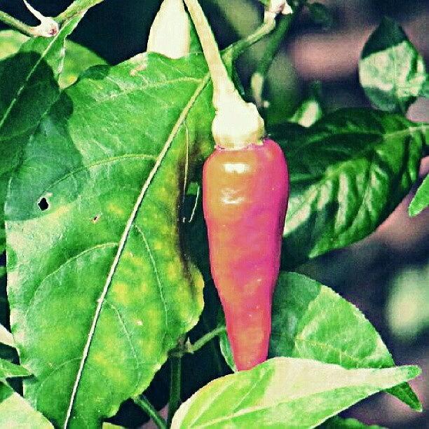 Nature Photograph - «« Hot Chili »» by Abulize Mv