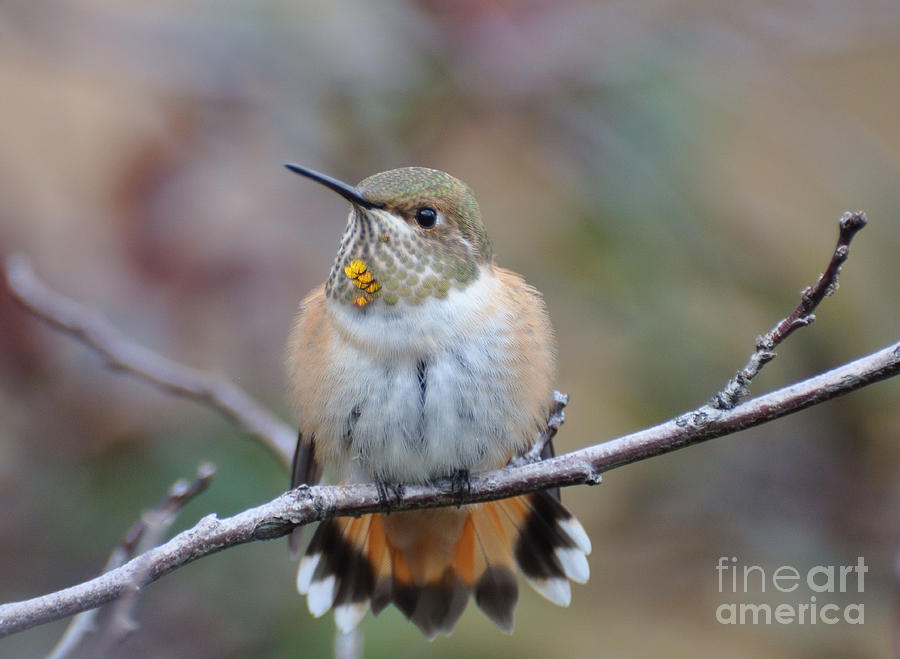 Bird Photograph -  Hummingbird Stretch Six by Suzanne Handel