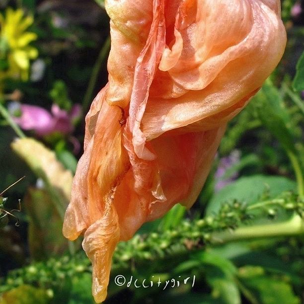 Nature Photograph -  If I Die Young, Bury Me In Satin  by Dccitygirl WDC