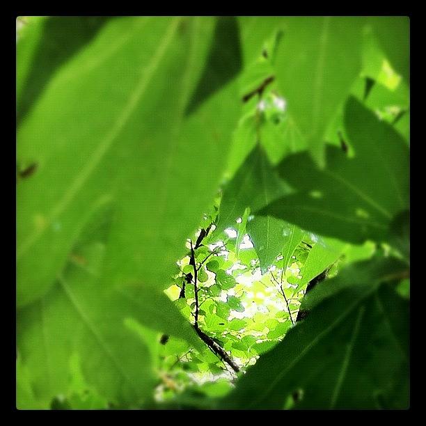 Leaf Photograph - 緑のトンネル #iphone4 #葉 #leaf by Morley🇯🇵♂ もーりー∞♂