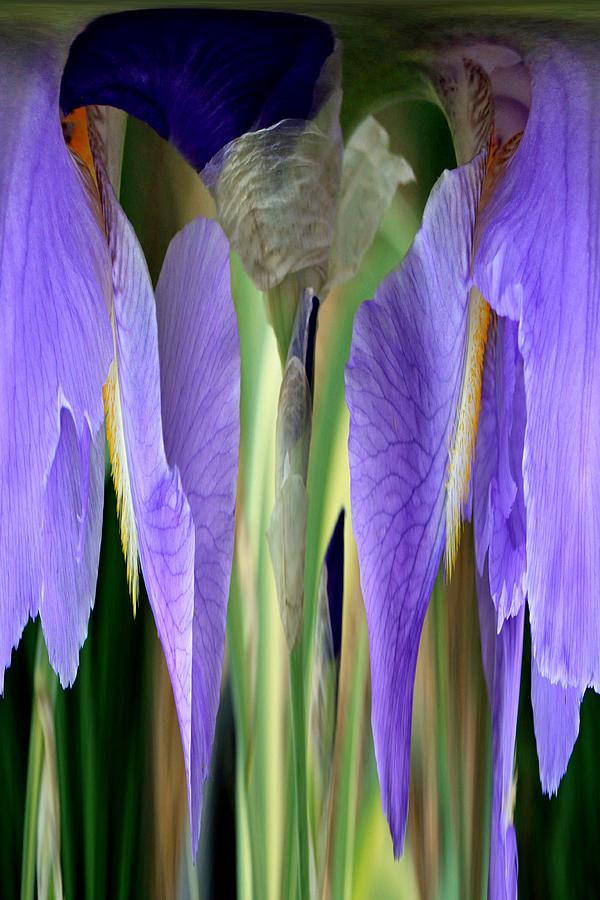  Iris melting Photograph by Rick Rauzi