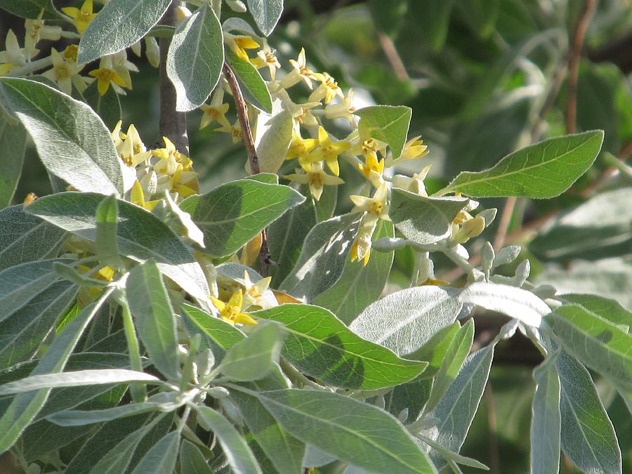 Japanese Silverberry Photograph by Alfred Ng