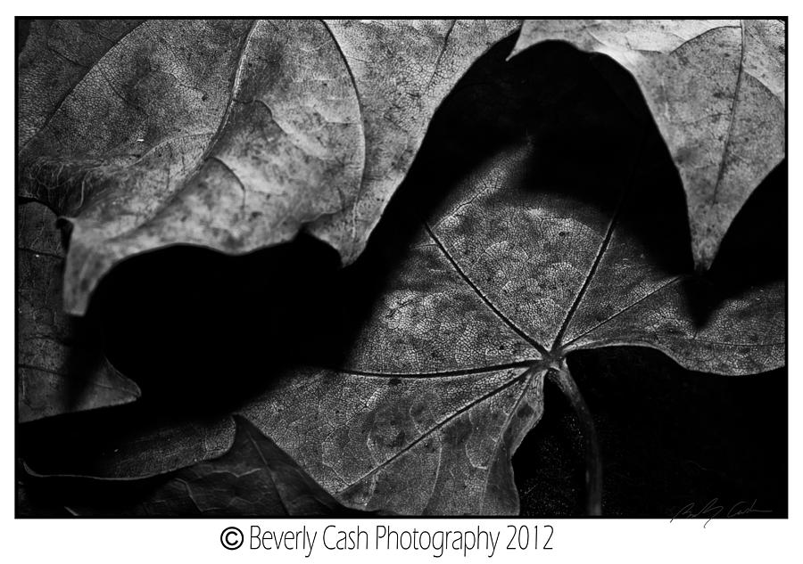  Leaf curled Photograph by B Cash