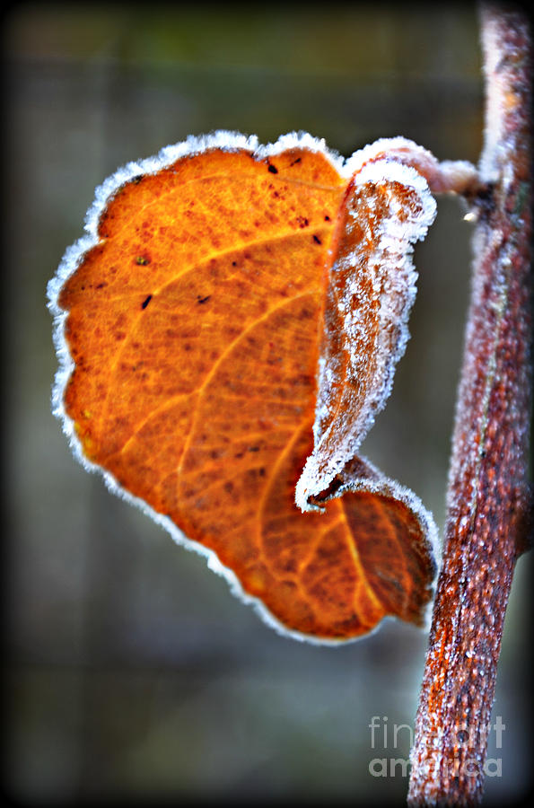  Leaf Outlined in Frost Photograph by Lila Fisher-Wenzel