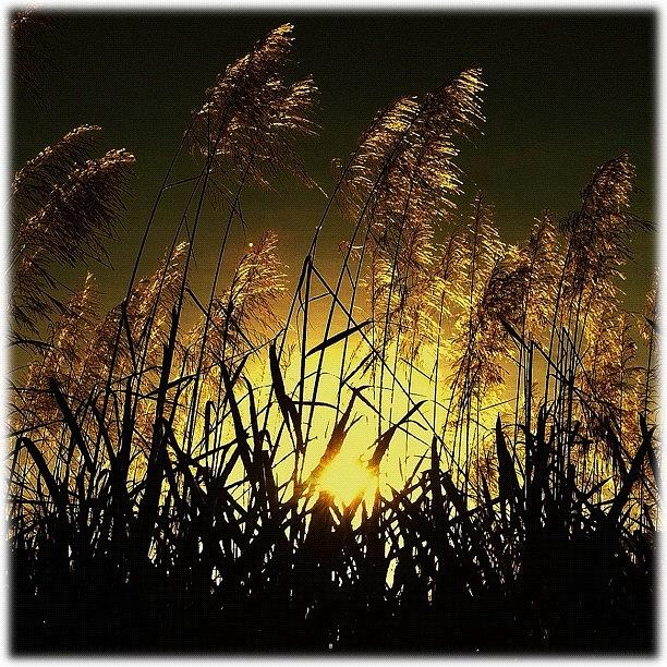 Sunset Photograph - ... Liquid Gold ... Sugar Cane Harvest by Brian Cassey
