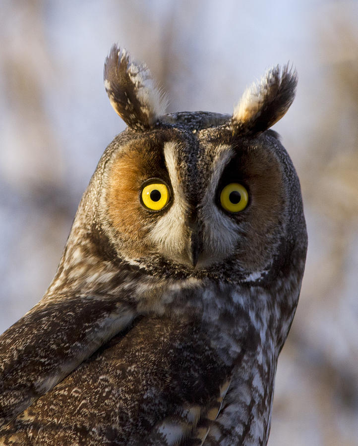  Long-eared Owl Portrait Photograph by Mircea Costina Photography